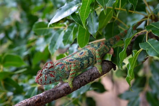 One chameleon moves along a branch in a rainforest in Madagascar