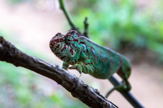 One chameleon moves along a branch in a rainforest in Madagascar