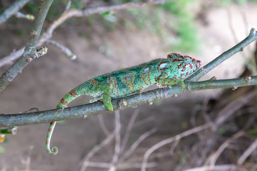 One chameleon moves along a branch in a rainforest in Madagascar