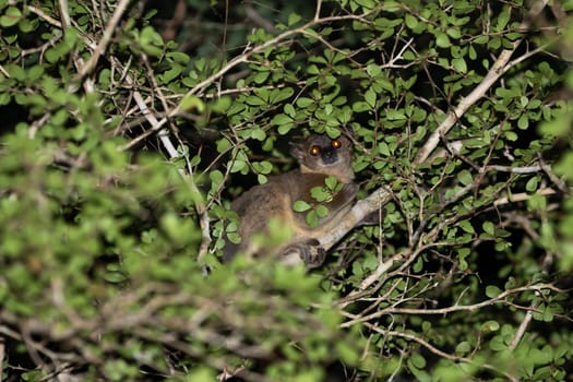 One small lemur hides between the branches and the foliage of a tree