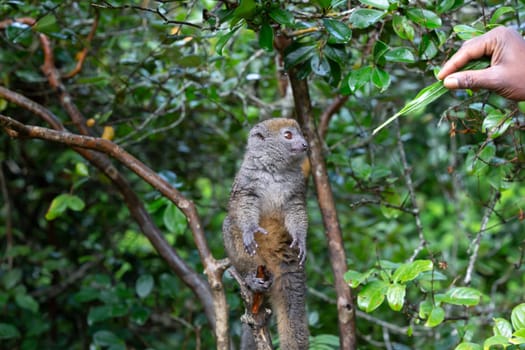 One small lemur on a branch eats on a blade of grass