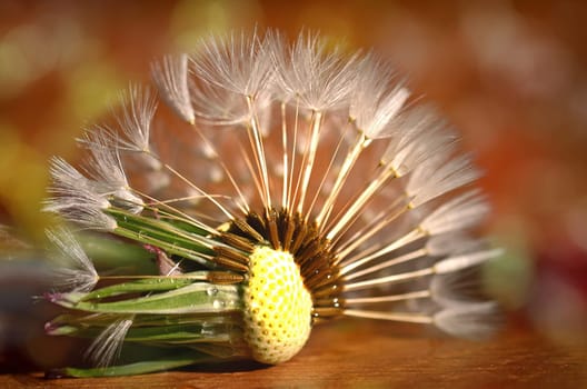 Dandelion