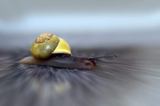 snail