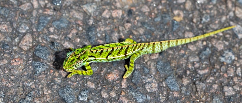 A Close up of a green chameleon on the street
