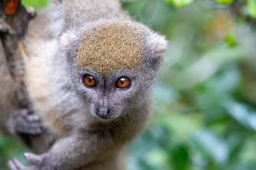 One little lemur on the branch of a tree in the rainforest