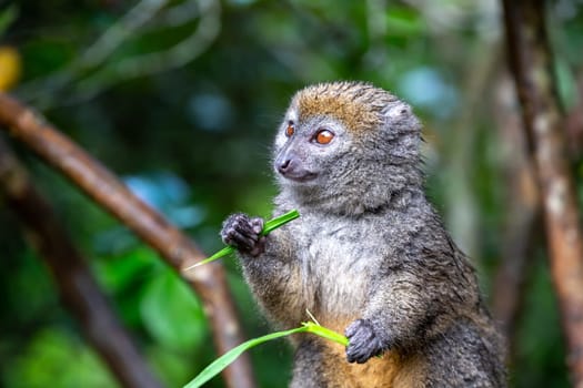 One bamboo lemur with a blade of grass on a branch