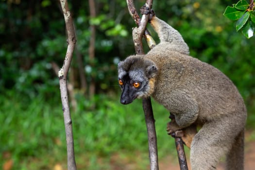 One lemur watches visitors from the branch of a tree