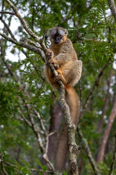 One lemur watches visitors from the branch of a tree