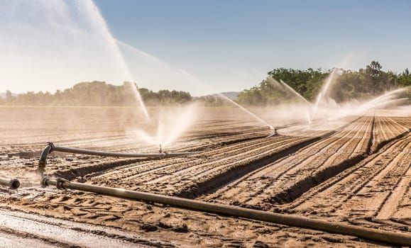 Irrigation system on a large farm field. Water sprinkler installation system.