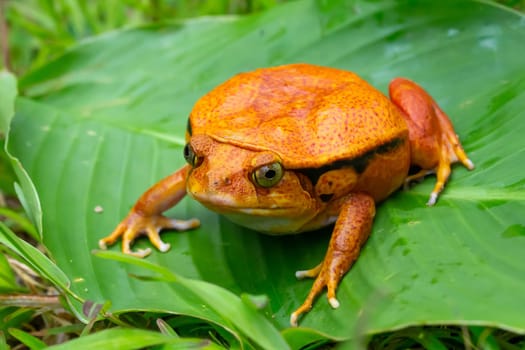 One large orange frog is sitting on a green leaf