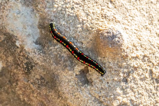 The Insect diversity on the island of Madagascar