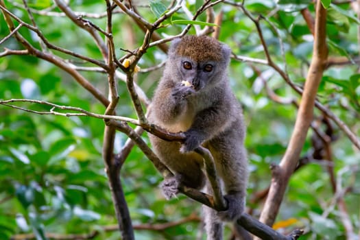 The Funny bamboo lemurs on a tree branch watch the visitors