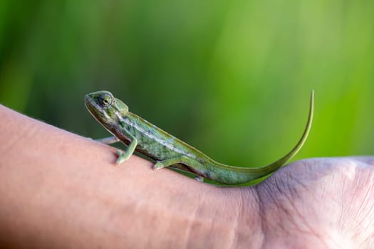 One small chameleon in the rainforest on the island of Madagascar