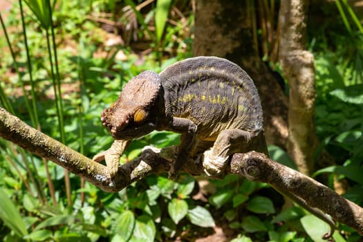 One Colorful chameleon on a branch in a national park on the island of Madagascar