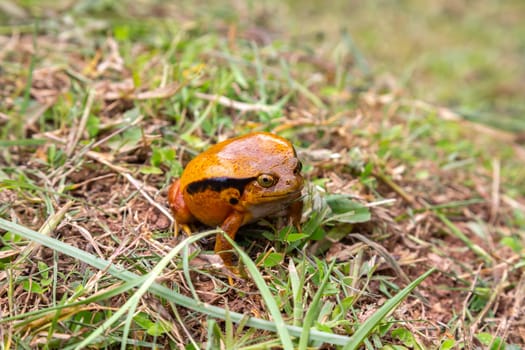 One large orange frog is sitting in the grass