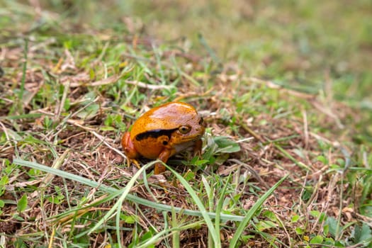 One large orange frog is sitting in the grass