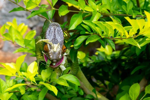 One Colorful chameleon on a branch in a national park on the island of Madagascar