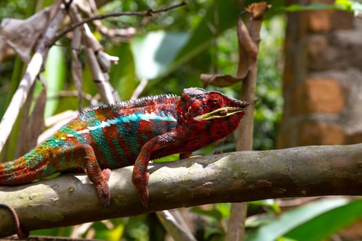 One Colorful chameleon on a branch in a national park on the island of Madagascar