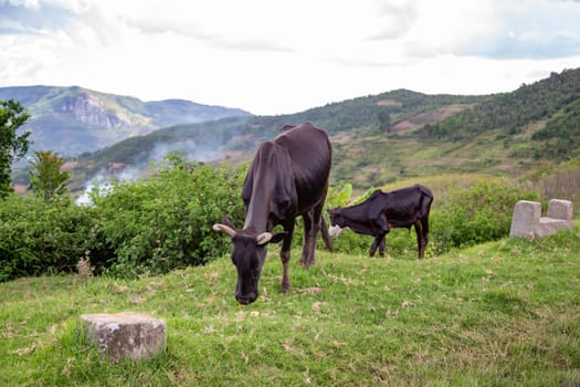 The Zebu cattle in the pasture on the island of Madagascar