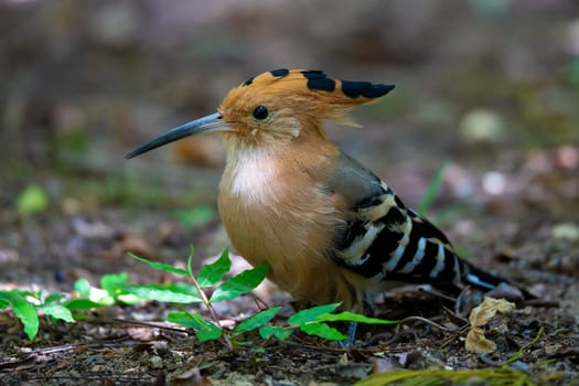 One woodpecker on the ground looking for something to eat