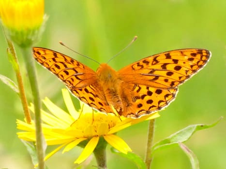 painted lady on a flower