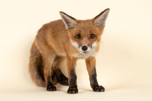 Red fox (Vulpes vulpes),juvenile,stands and looks to viewer,captive,8 weeks,studio shot
