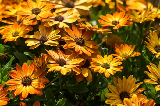 osteospermum - orange african daisy in a garden