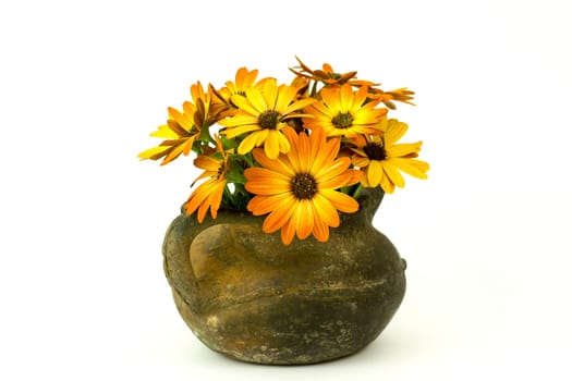osteospermum - orange african daisy in a vase on white background