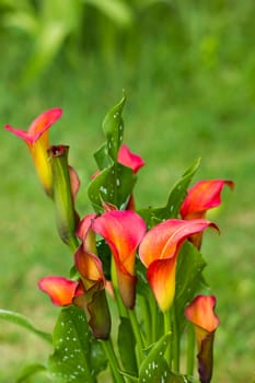 Big red-orange flowers of Zantedeschia Quatar, arum lily, calla lily, calla. Herbaceous, perennial, flowering plants in the family Araceae