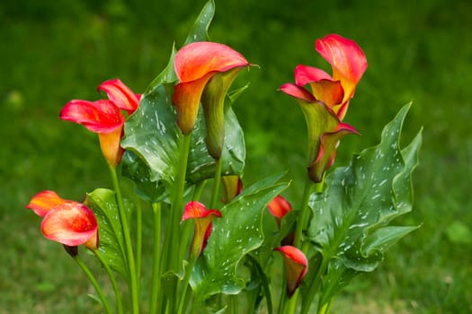 Big red-orange flowers of Zantedeschia Quatar, arum lily, calla lily, calla. Herbaceous, perennial, flowering plants in the family Araceae