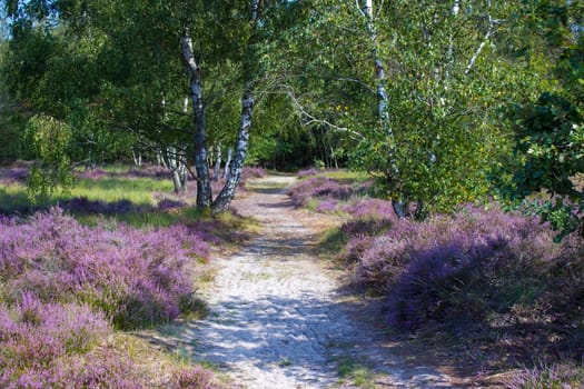 Heathland in National Park Maasduinen in the Netherlands