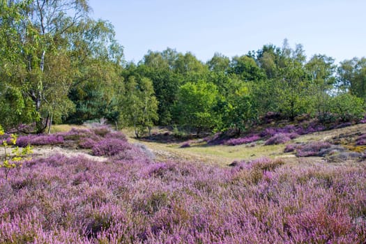 Heathland in National Park Maasduinen in the Netherlands