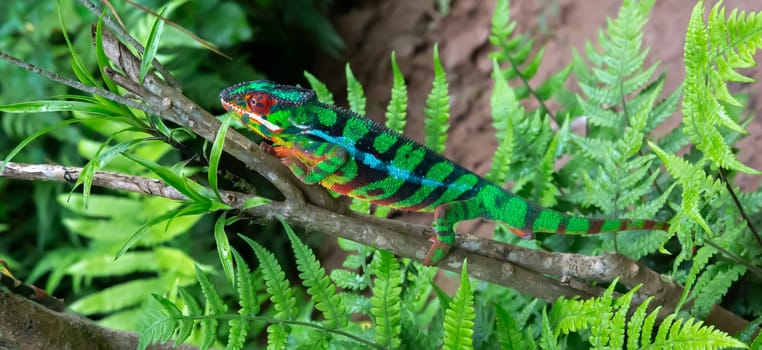 One chameleon moves along a branch in a rainforest in Madagascar