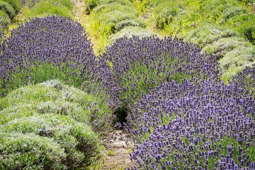 Lavender Field, scented purple beautyful plants in bloom