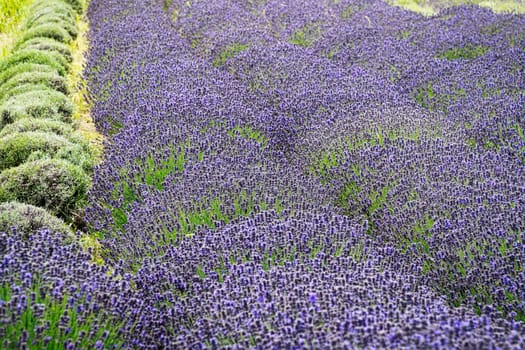 Lavender Field, scented purple beautyful plants in bloom