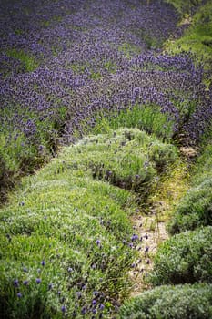 Lavender Field, scented purple beautyful plants in bloom