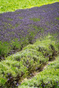 Lavender Field, scented purple beautyful plants in bloom
