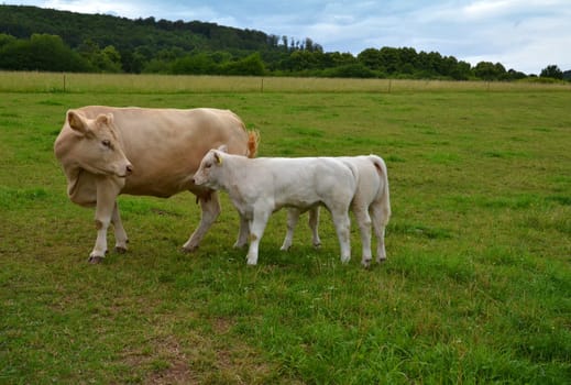 cows on pasture in summer