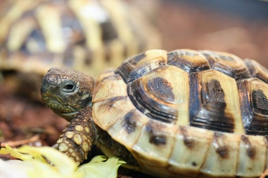 Hermann's tortoise (Testudo hermanni boettgeri) a standing protected species of turtle.
