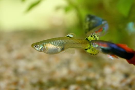 A Female and a Male Guppy (Poecilia reticulata).