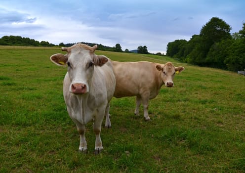 cows on pasture in summer