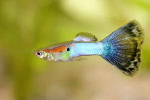 A male guppy (Poecilia reticulata), a popular freshwater aquarium fish