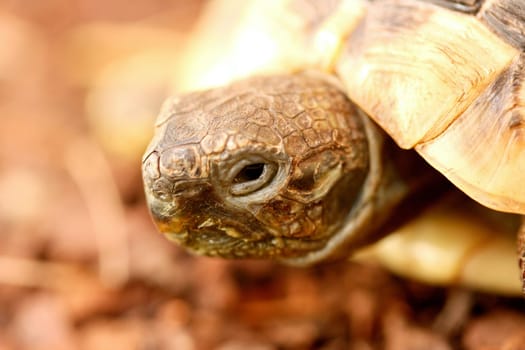 Hermann's tortoise (Testudo hermanni boettgeri) a standing protected species of turtle.