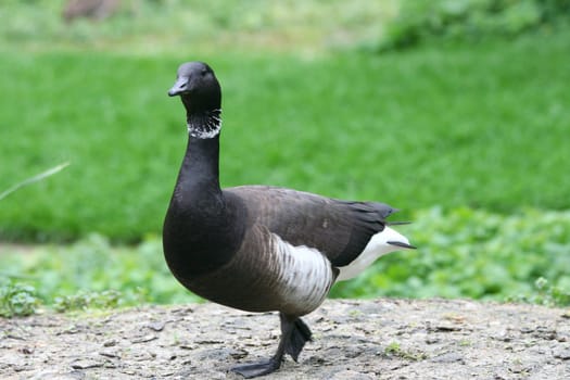 A Pacific Brent Goose (Branta bernicla bernicla) with green background