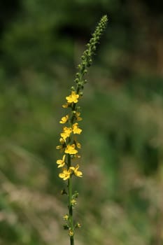 Common Odermennig Agrimonia eupatoria in the Hirschacker nature reserve