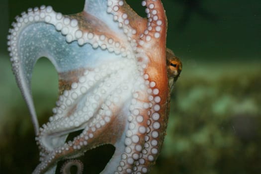 a Detail view of a octopus (Octopoda)
