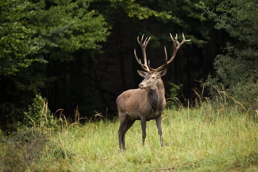 Majestic red deer, cervus elaphus, standing on a glade in woodland in autumn. Stag with huge antlers looking on grass with forest in background. Wild mammal in natural environment.