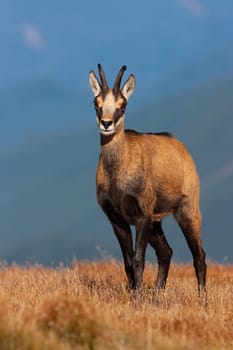 Majestic tatra chamois, rupicapra rupicapra tatrica, standing on horizon in summer nature. Furry mammal with horns looking to the camera. Wild animal watching from moutain peak.