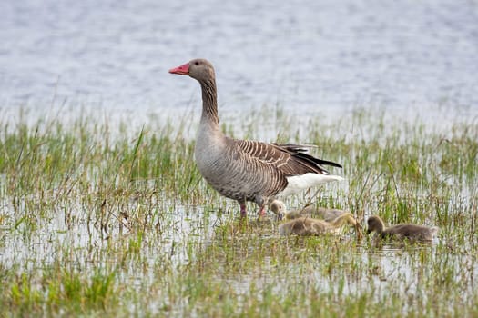 Greylag goose, anser anser, mother with juvenile goslings standing on water. Little birds drinking from lake in summertime. Wild gray animal bathing in summer.
