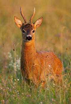 Alert roe deer, capreolus capreolus, standing on meadow in summer nature at sunset. Vertical composition of roebuck looking on field from front view.
